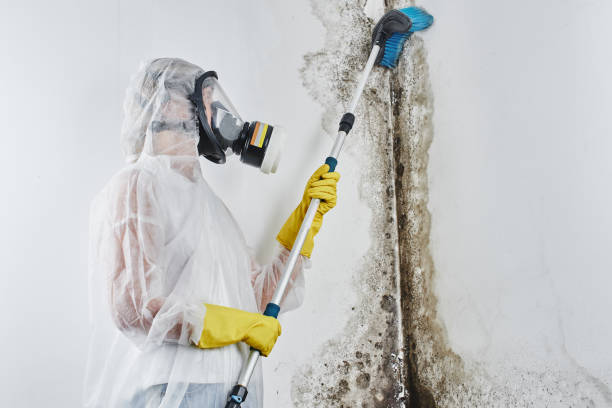 Best Attic Mold Removal  in Geistown, PA